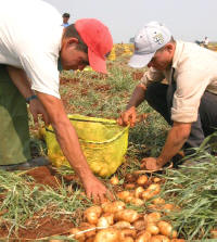 The planting of potatoes started in Havana Province